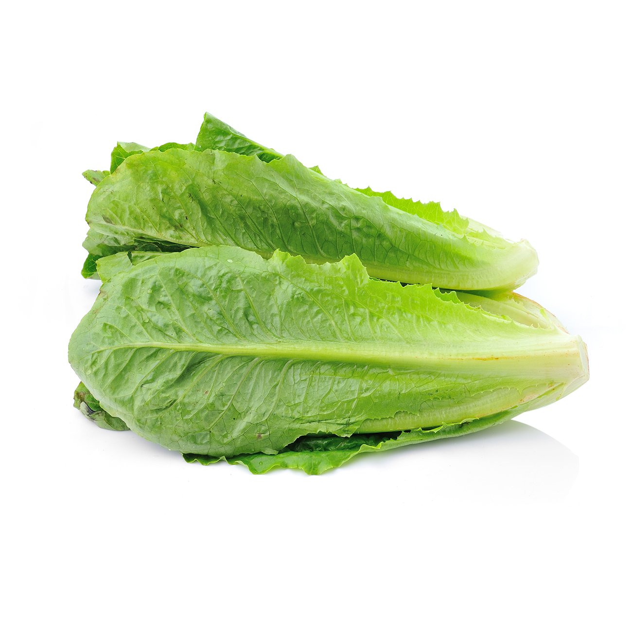 BABY COS LETTUCE PACK
